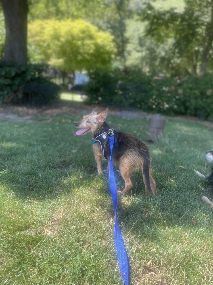 Enlarge Zach, a Adoptable mixed breed in New York, NY image 5/6