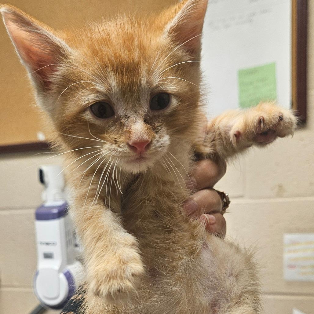 Mango, Adoptable, Kitten Male Domestic Medium Hair.