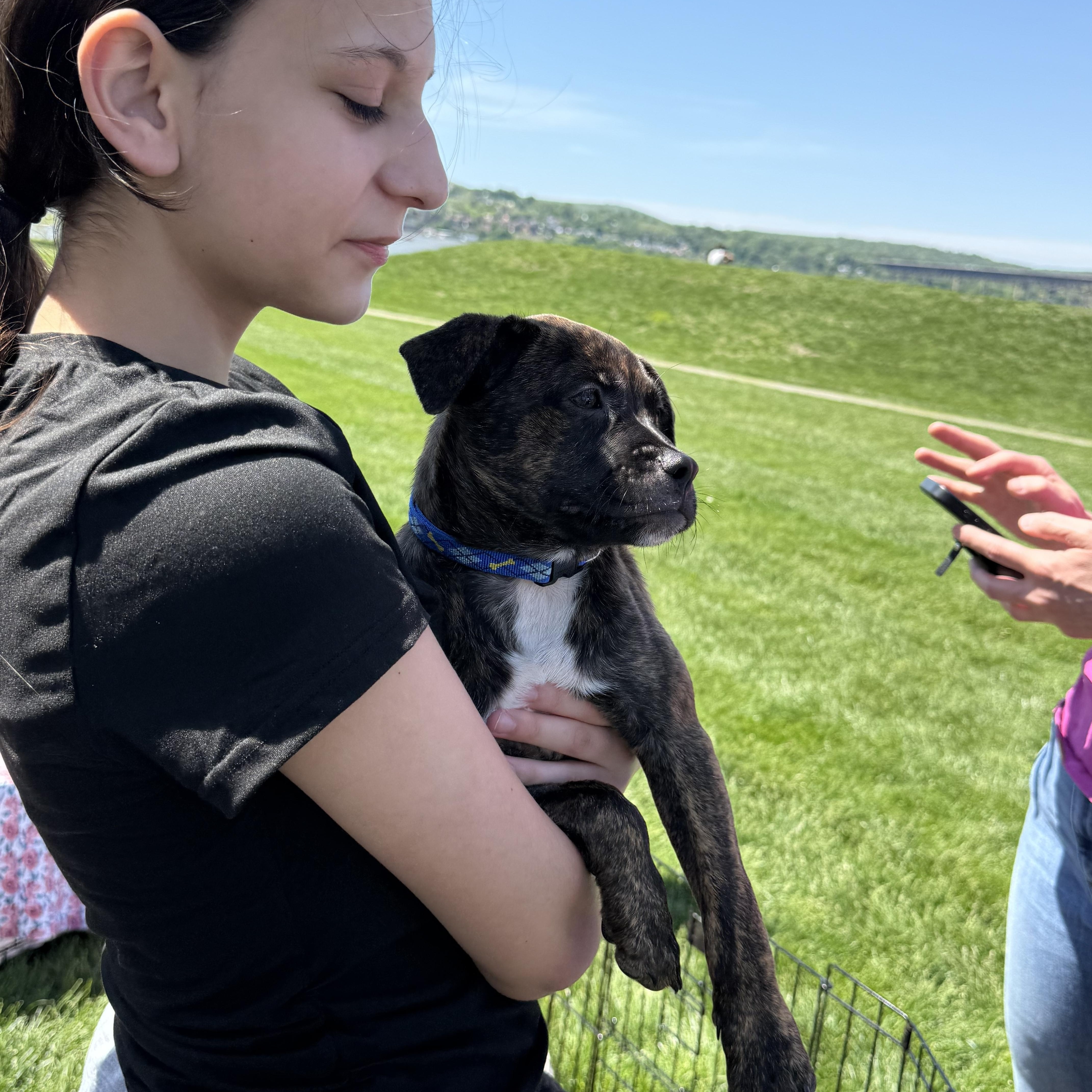 Rocco, an adopted mixed breed in Adams, MA image 6/6