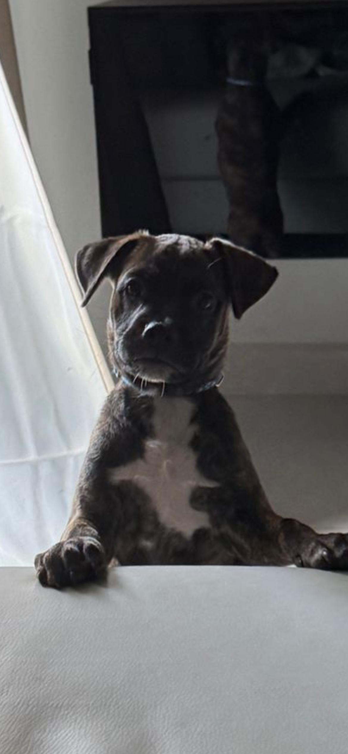 Rocco, an adopted mixed breed in Adams, MA image 4/6