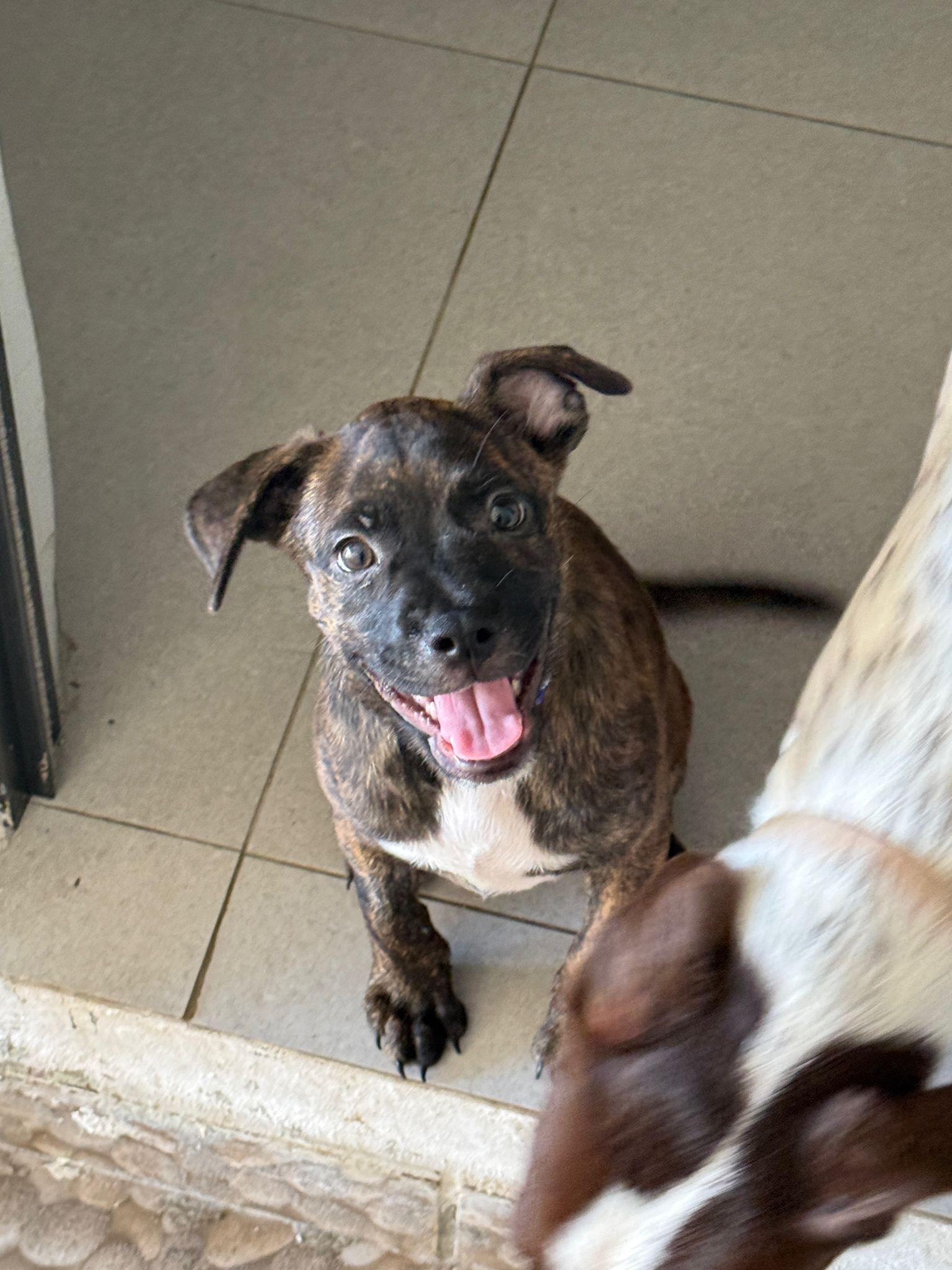Rocco, an adopted mixed breed in Adams, MA image 1/6