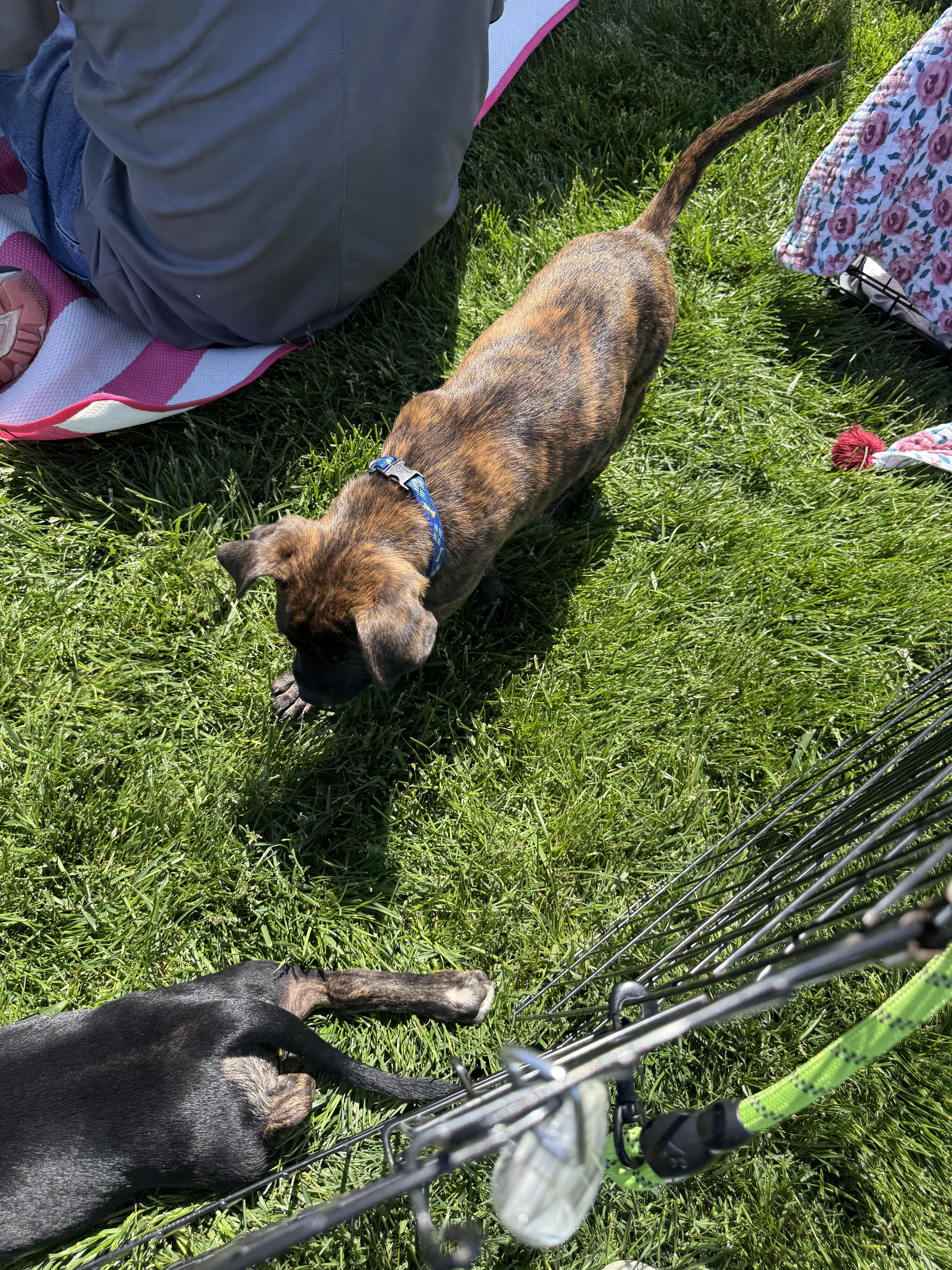 Rocco, an adopted mixed breed in Adams, MA image 3/6