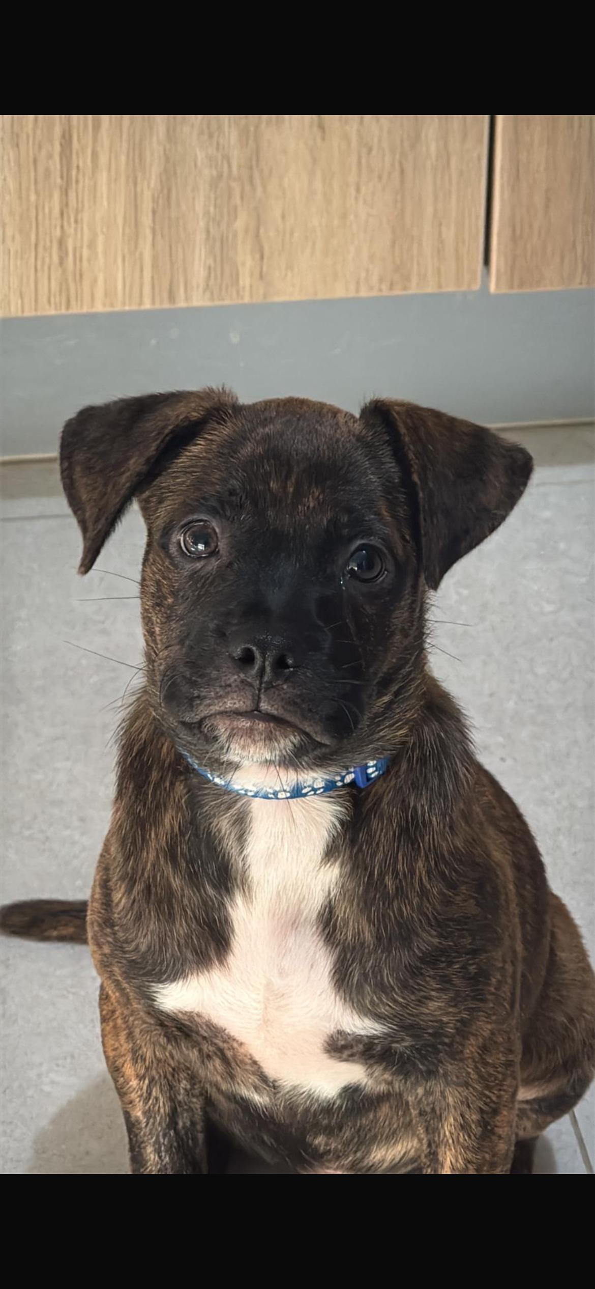 Rocco, an adopted mixed breed in Adams, MA image 5/6
