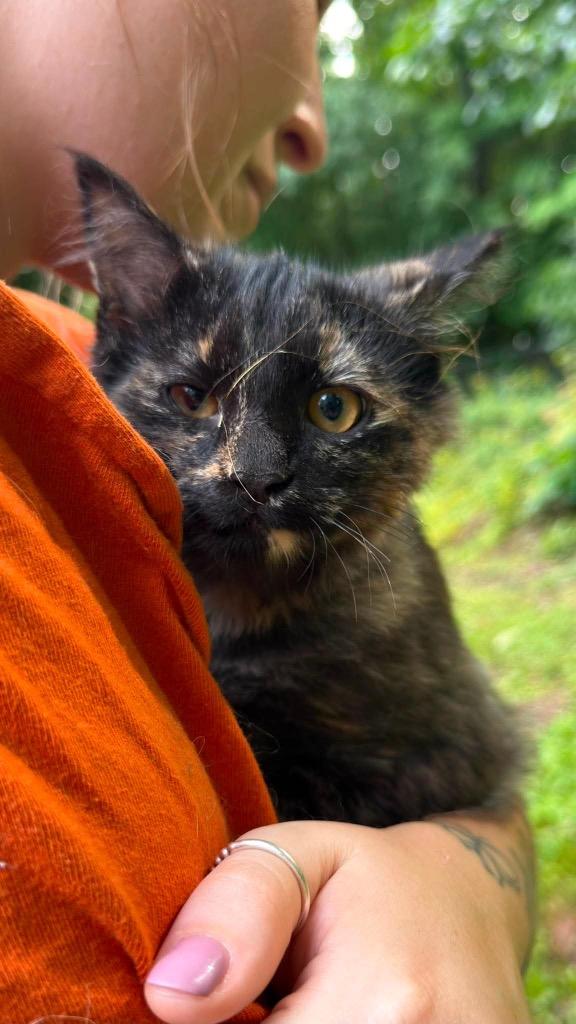 Enlarge Cayenne, a Adoptable mixed breed in Parsons, WV image 1/3