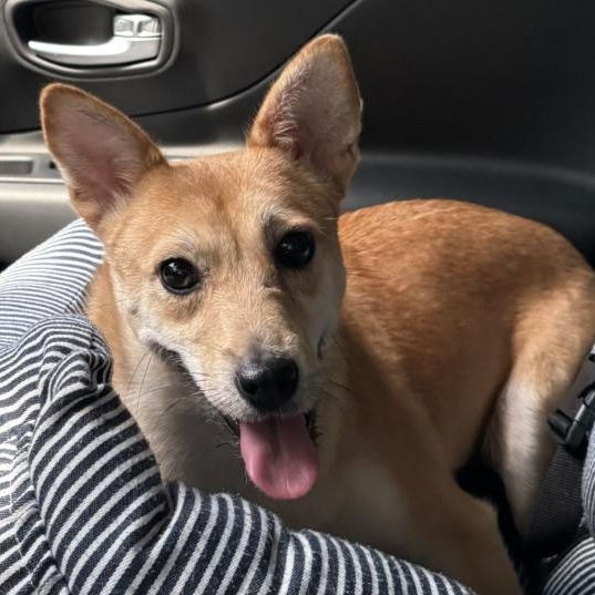 Bunny, Adoptable, Young Female Shiba Inu.