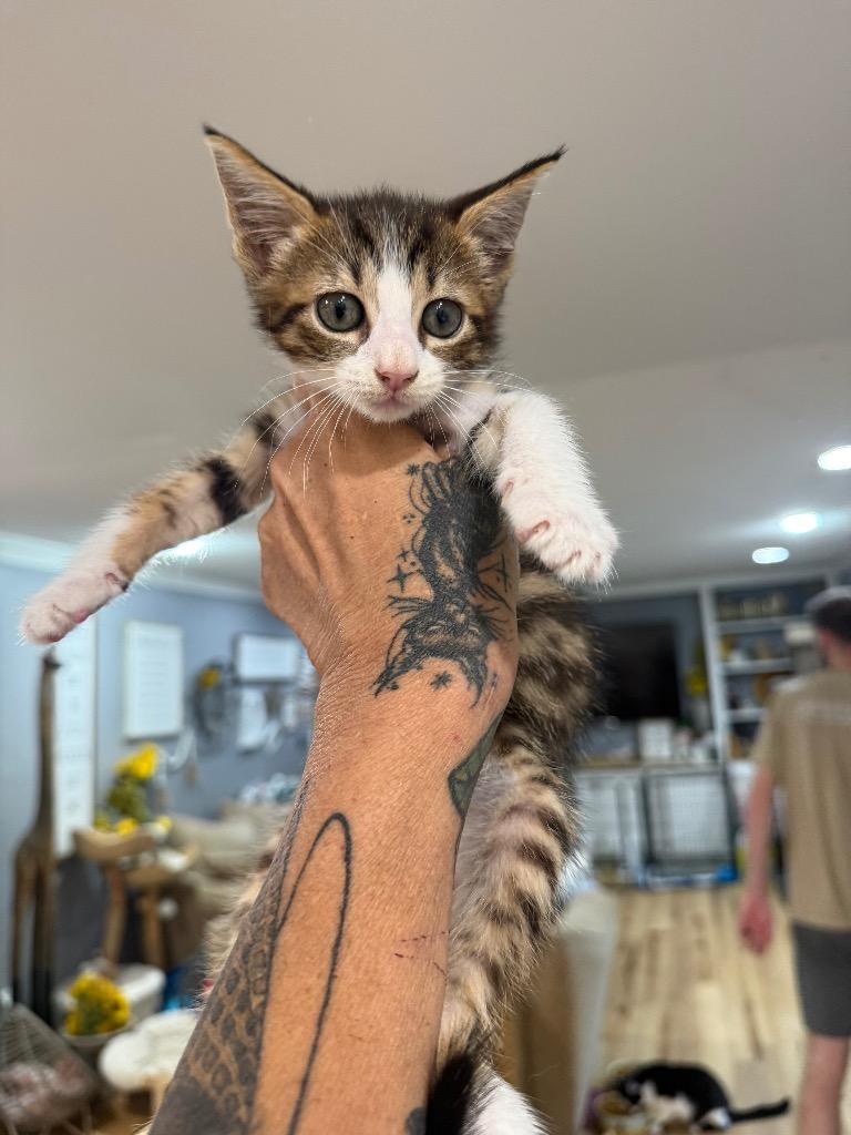 Toffee, Adoptable, Kitten Male Domestic Short Hair.