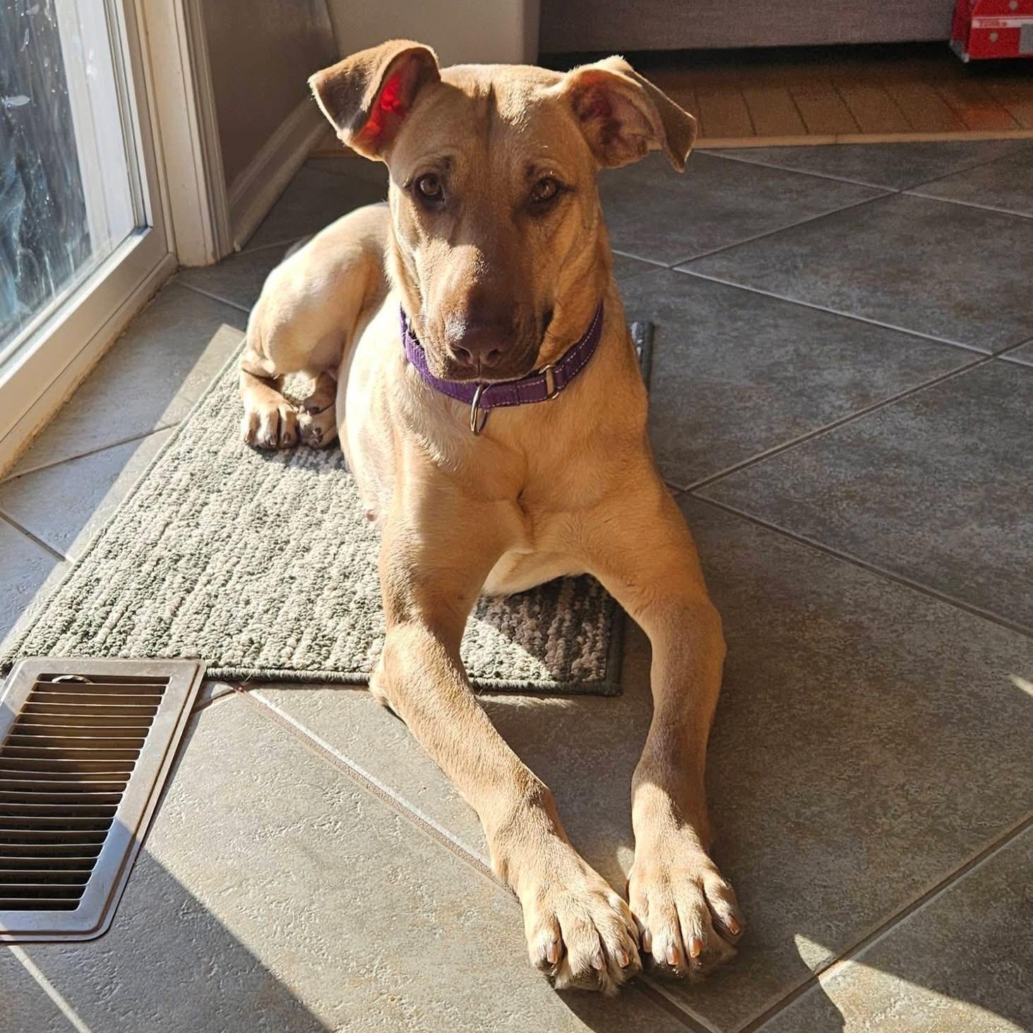 Enlarge Leah, a ADOPTABLE mixed breed in McHenry, IL image 4/5