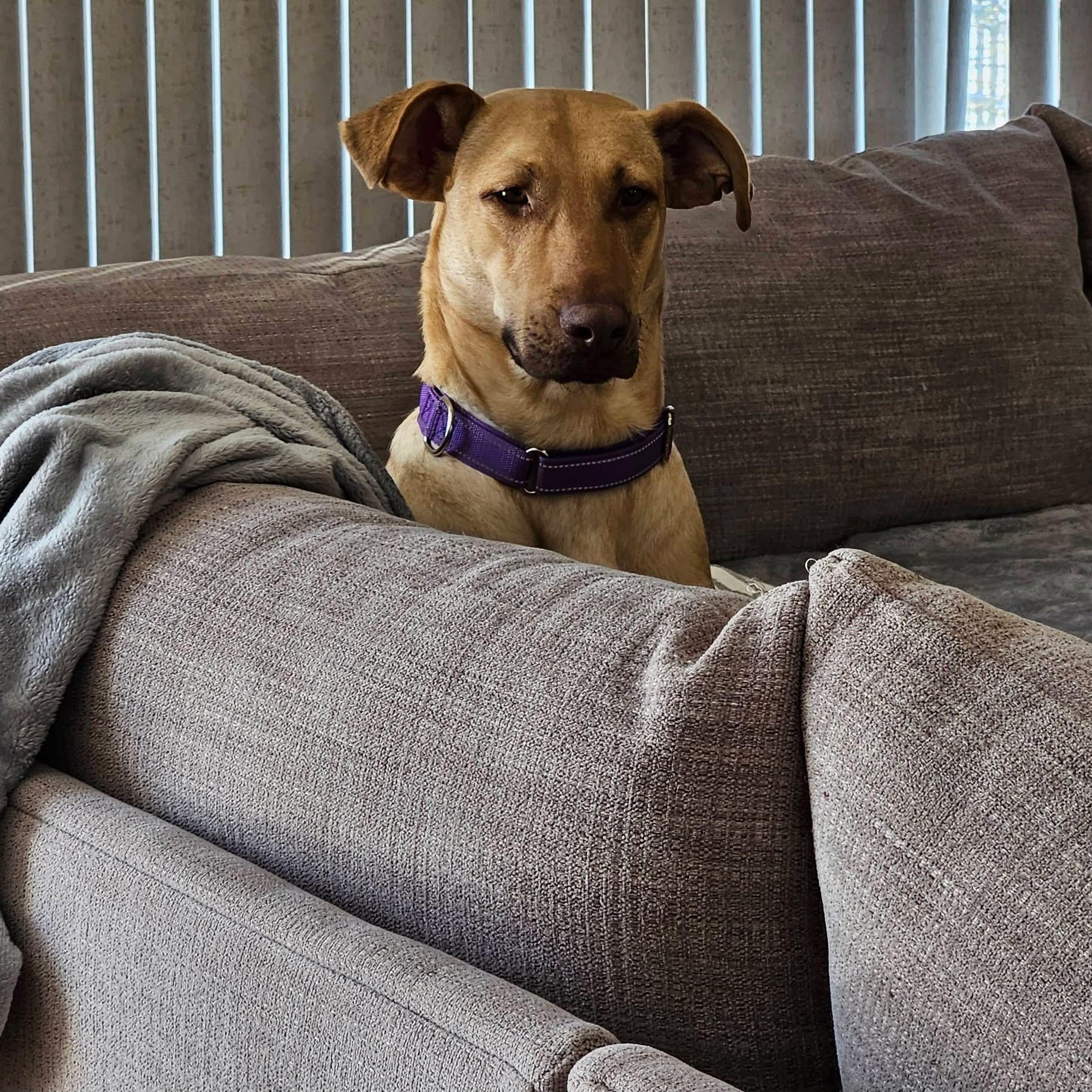 Enlarge Leah, a ADOPTABLE mixed breed in McHenry, IL image 5/5