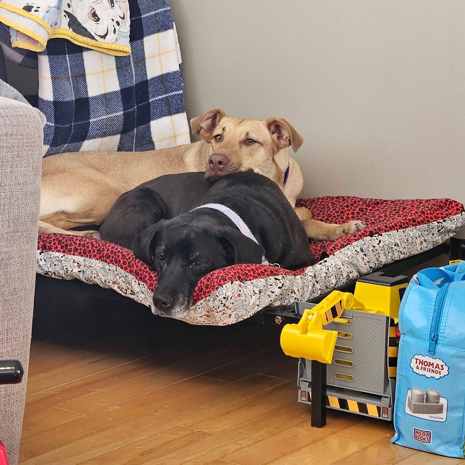 Enlarge Leah, a ADOPTABLE mixed breed in McHenry, IL image 3/5