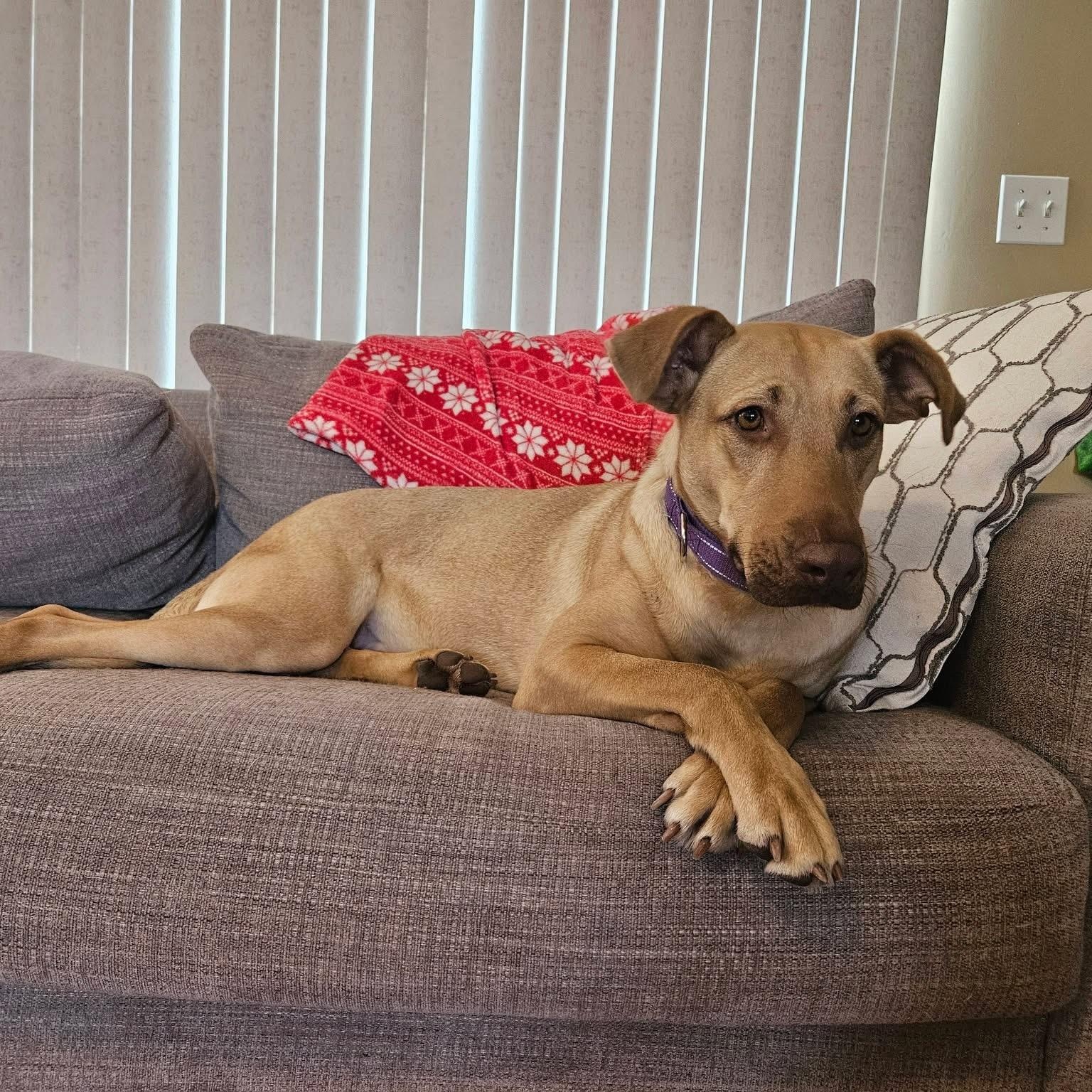 Enlarge Leah, a ADOPTABLE mixed breed in McHenry, IL image 1/5