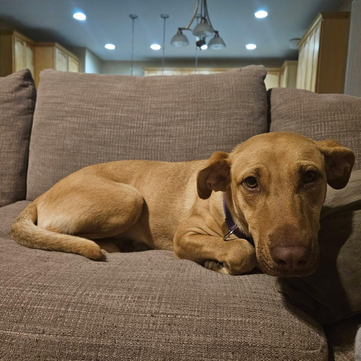 Leah, ADOPTABLE, Young Female Labrador Retriever.