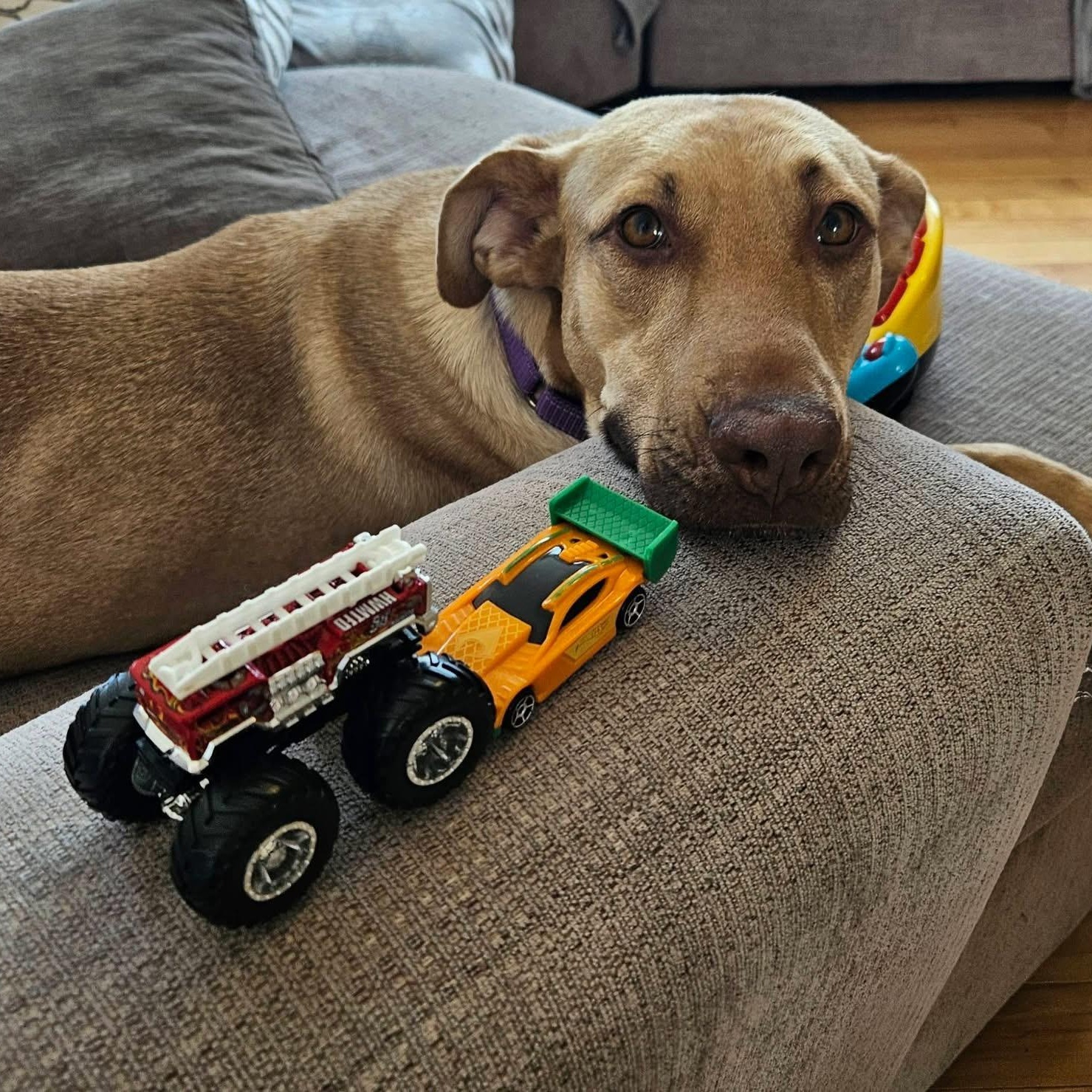 Enlarge Leah, a ADOPTABLE mixed breed in McHenry, IL image 2/5