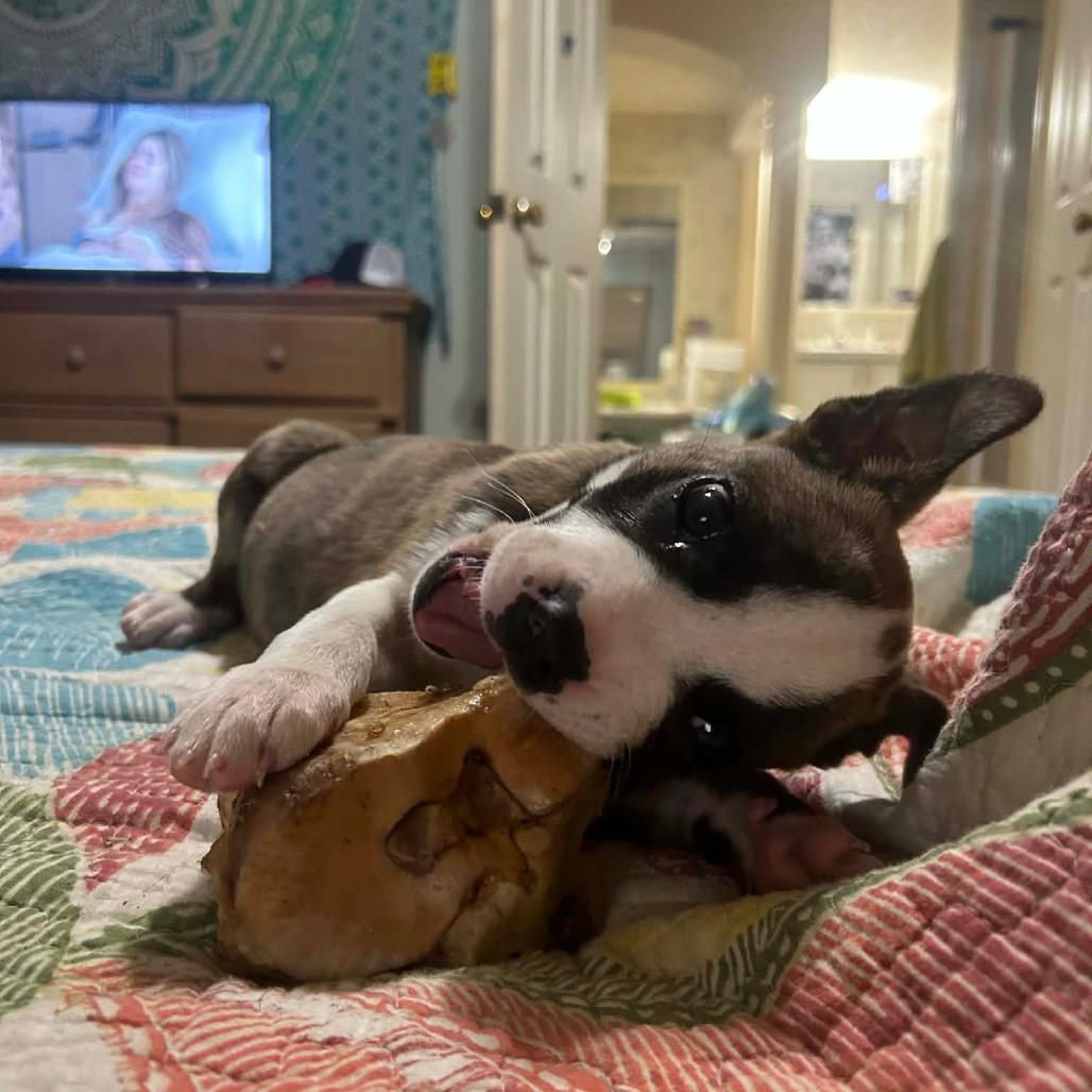 Calypso (in PA), Adoptable, Puppy Female Terrier.