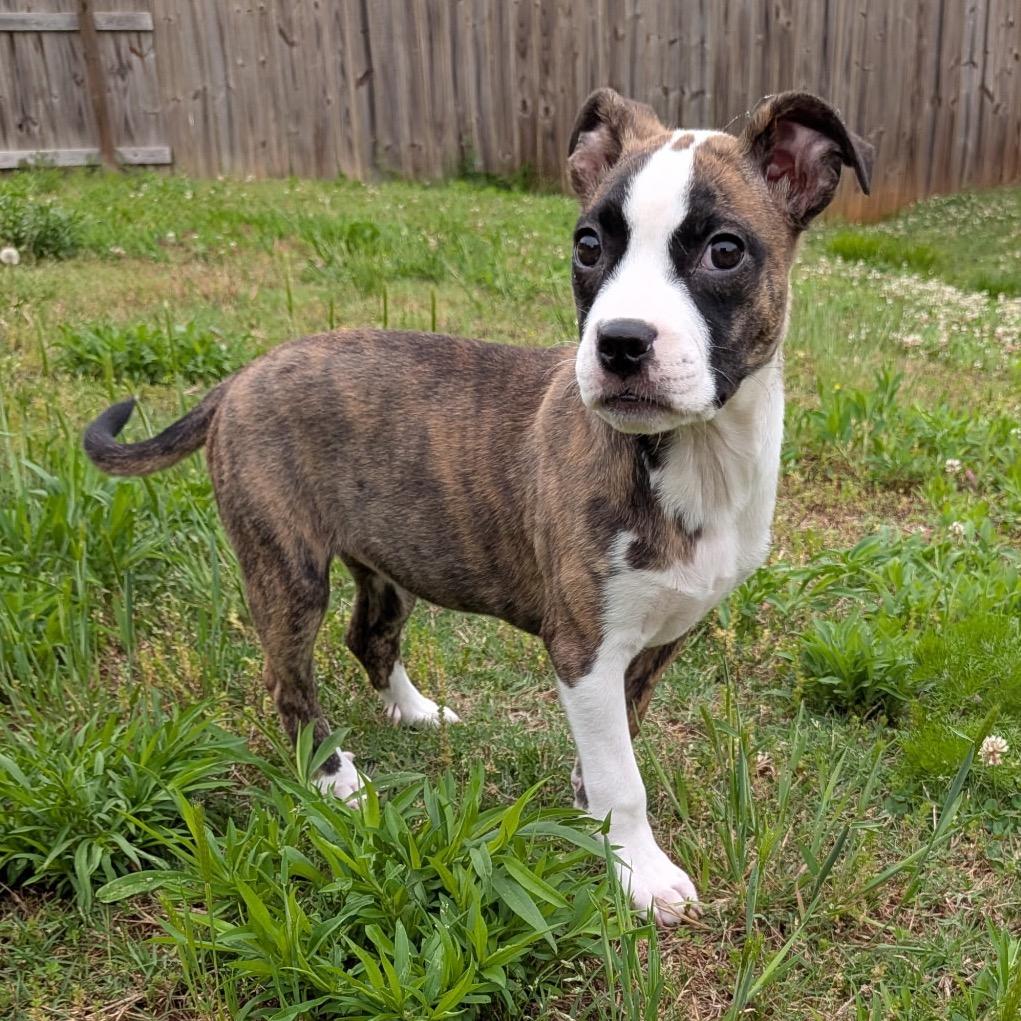 Enlarge Calypso (in PA), a Adoptable Terrier in Shoemakersville, PA image 3/6