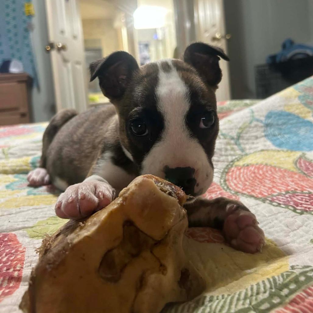 Enlarge Calypso (in PA), a Adoptable Terrier in Shoemakersville, PA image 4/6