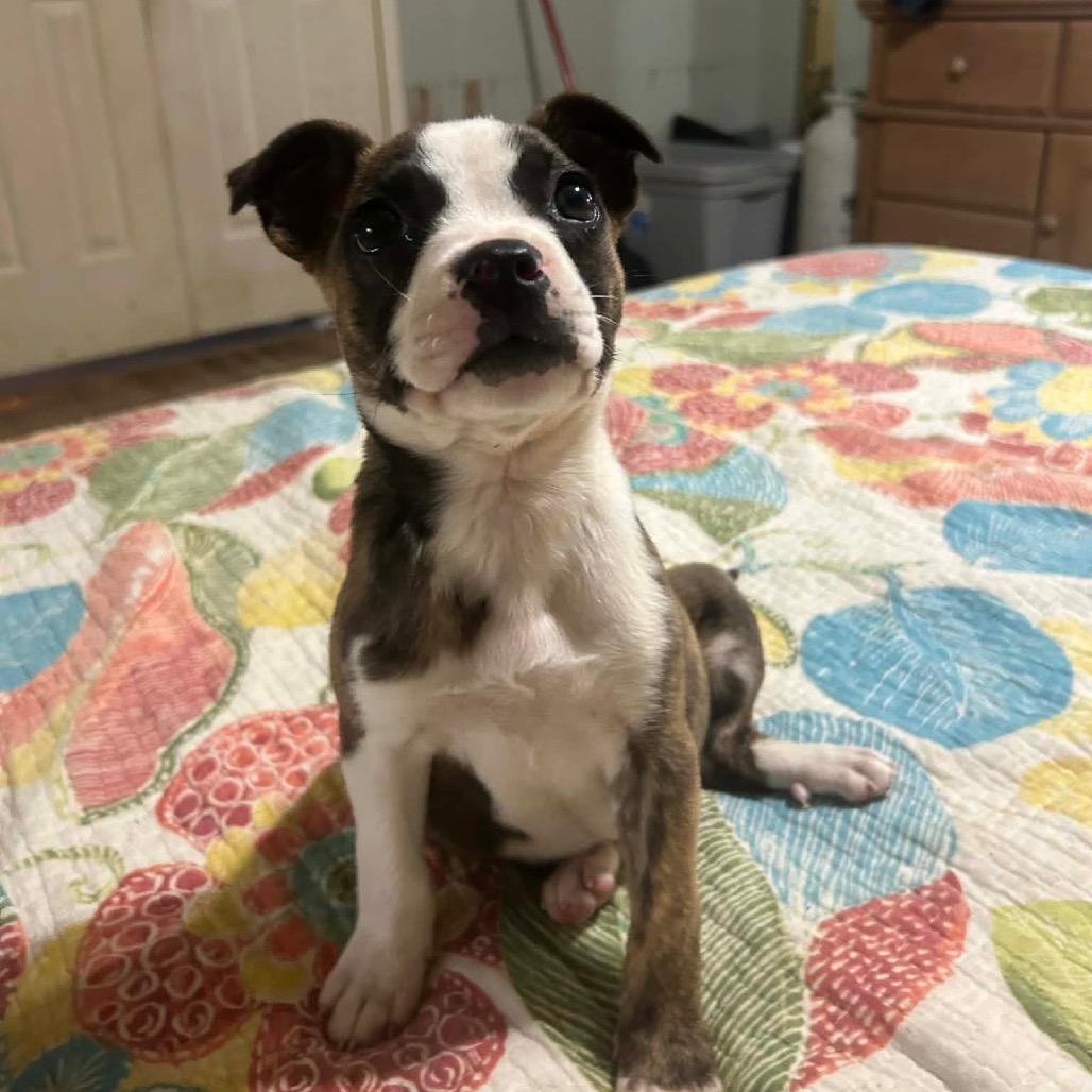 Enlarge Calypso (in PA), a Adoptable Terrier in Shoemakersville, PA image 5/6