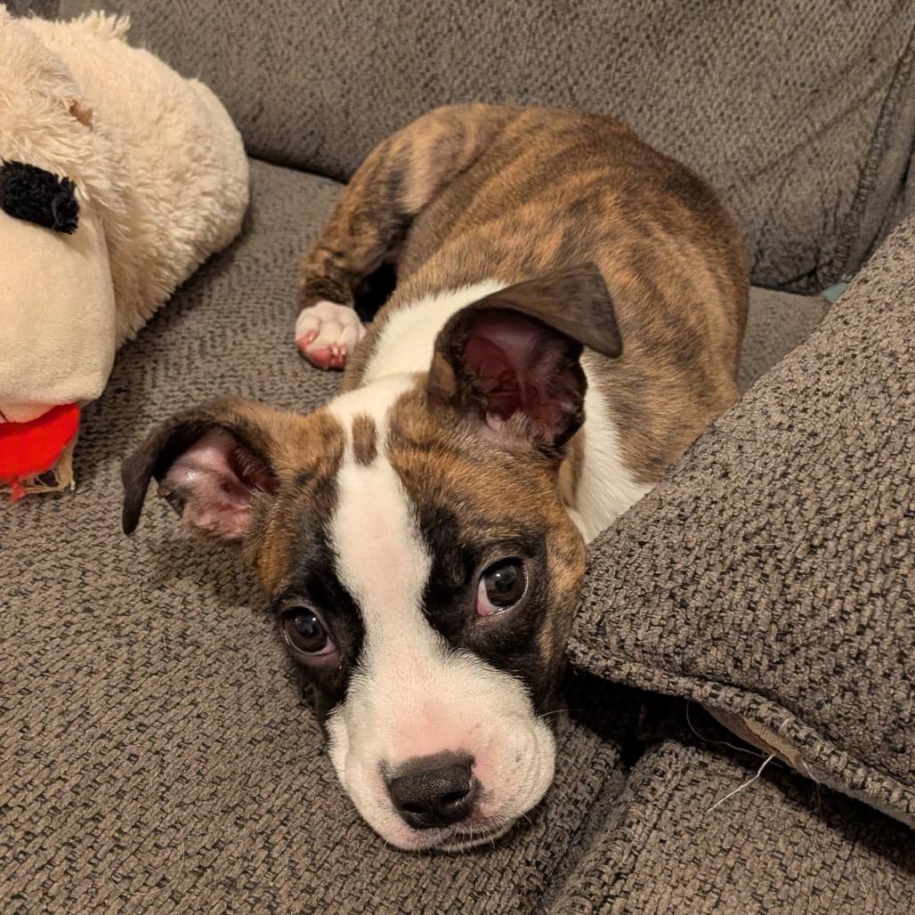 Enlarge Calypso (in PA), a Adoptable Terrier in Shoemakersville, PA image 6/6