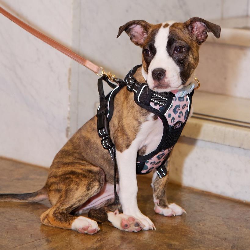 Calypso (in PA), a Adoptable Terrier in Shoemakersville, PA image 2/6