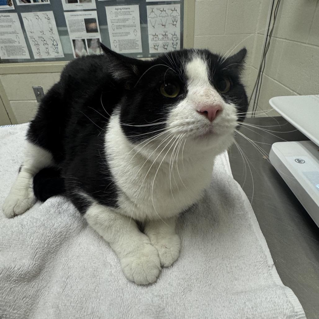Luci-purr, Adoptable, Adult Male Domestic Short Hair.