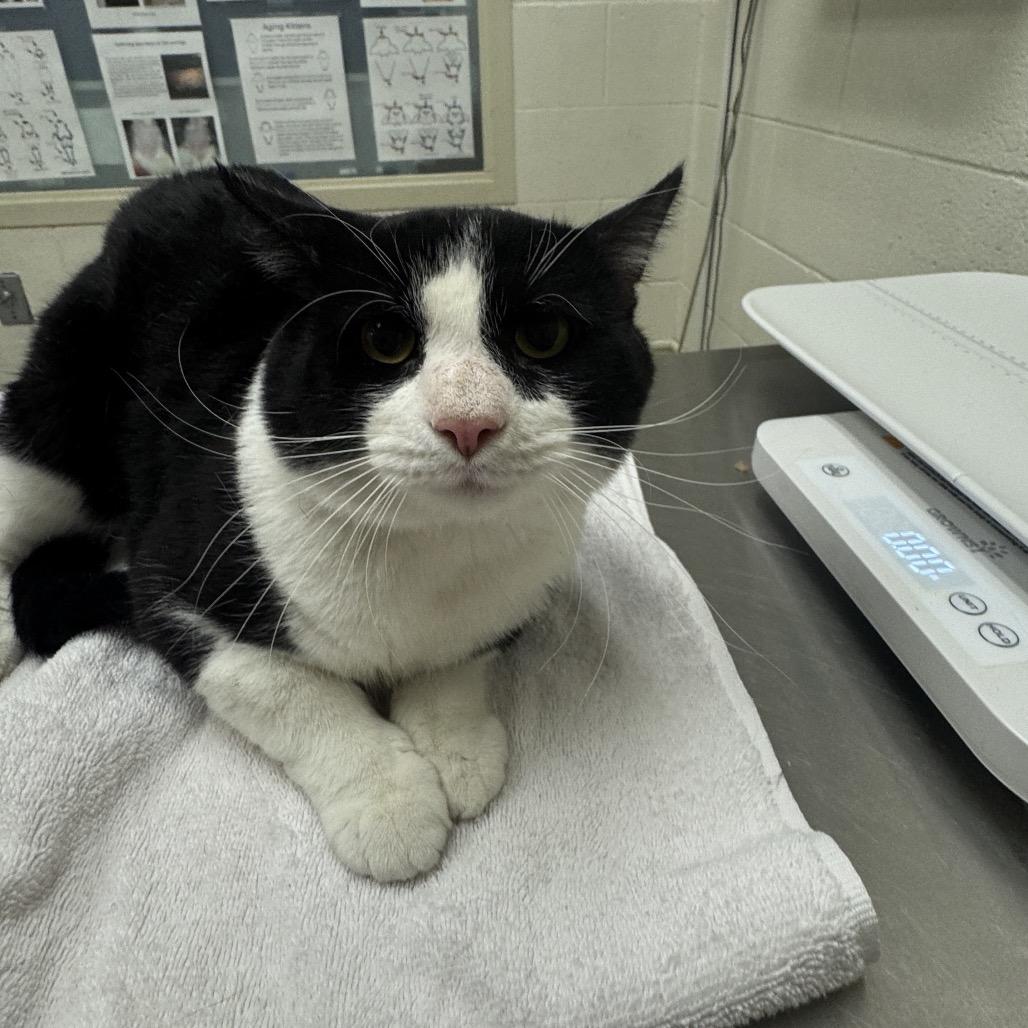 Luci-purr, a Adoptable Domestic Short Hair in Murray, UT image 2/2