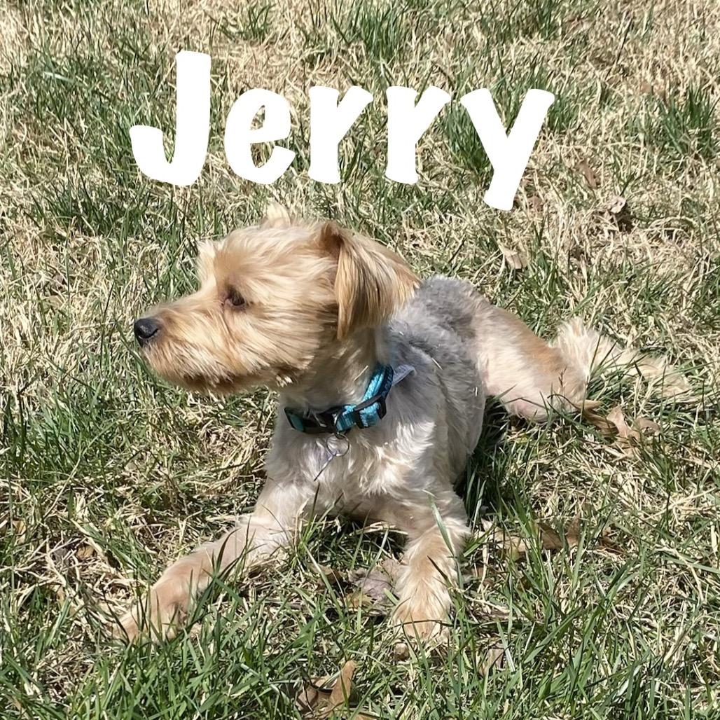 Jerry, Adoptable, Young Male Yorkshire Terrier.