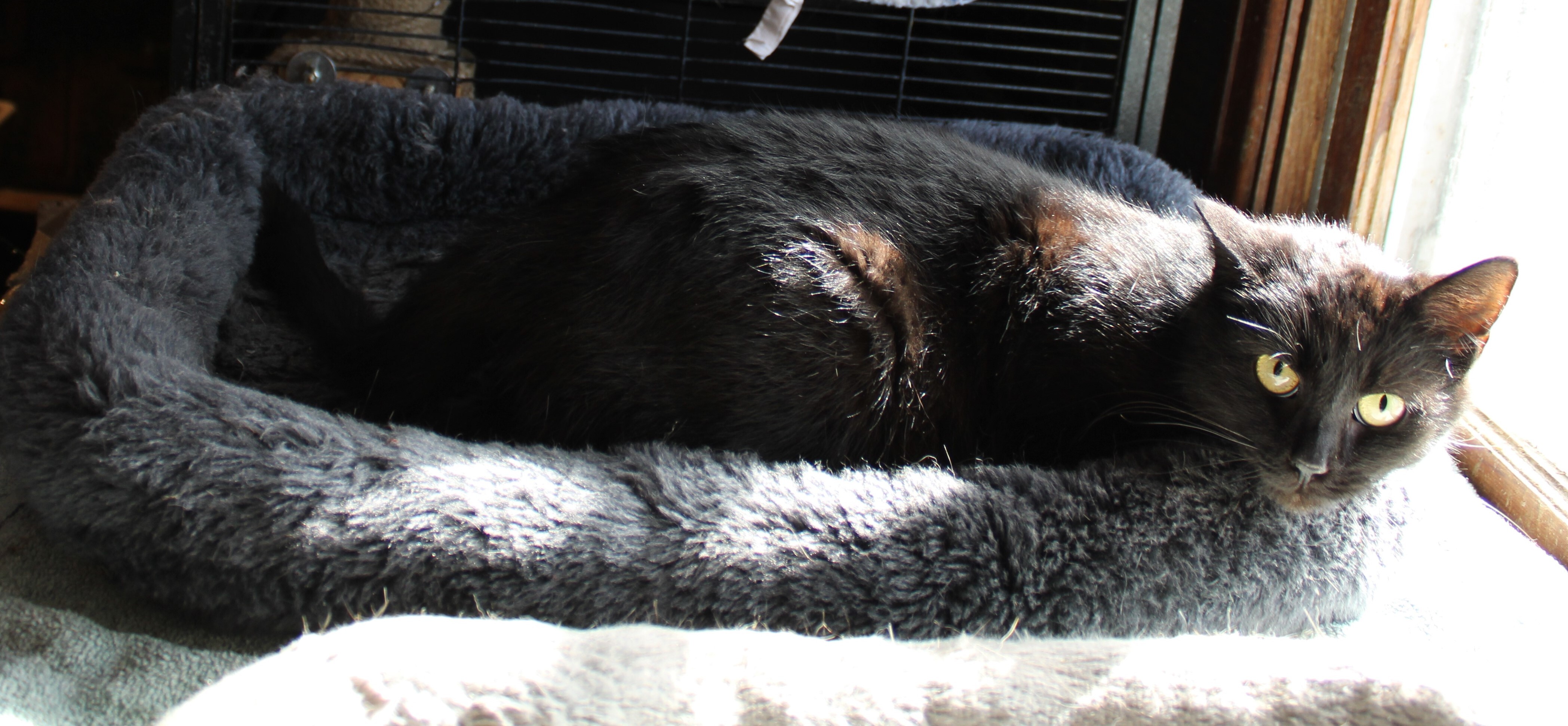 Twilight, Adoptable, Adult Female Domestic Short Hair.