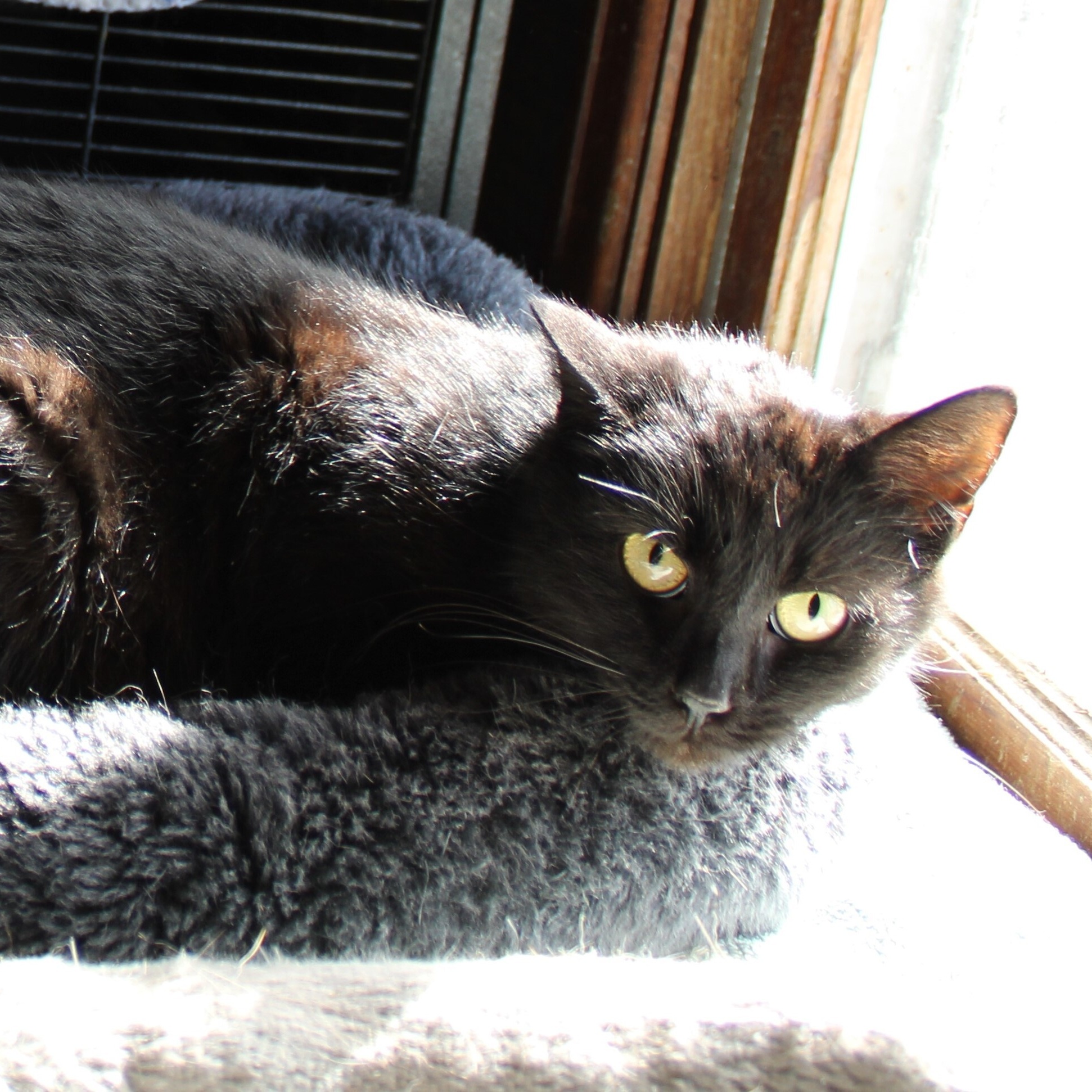 Enlarge Twilight, a Adoptable Domestic Short Hair in Hawley, PA image 1/4