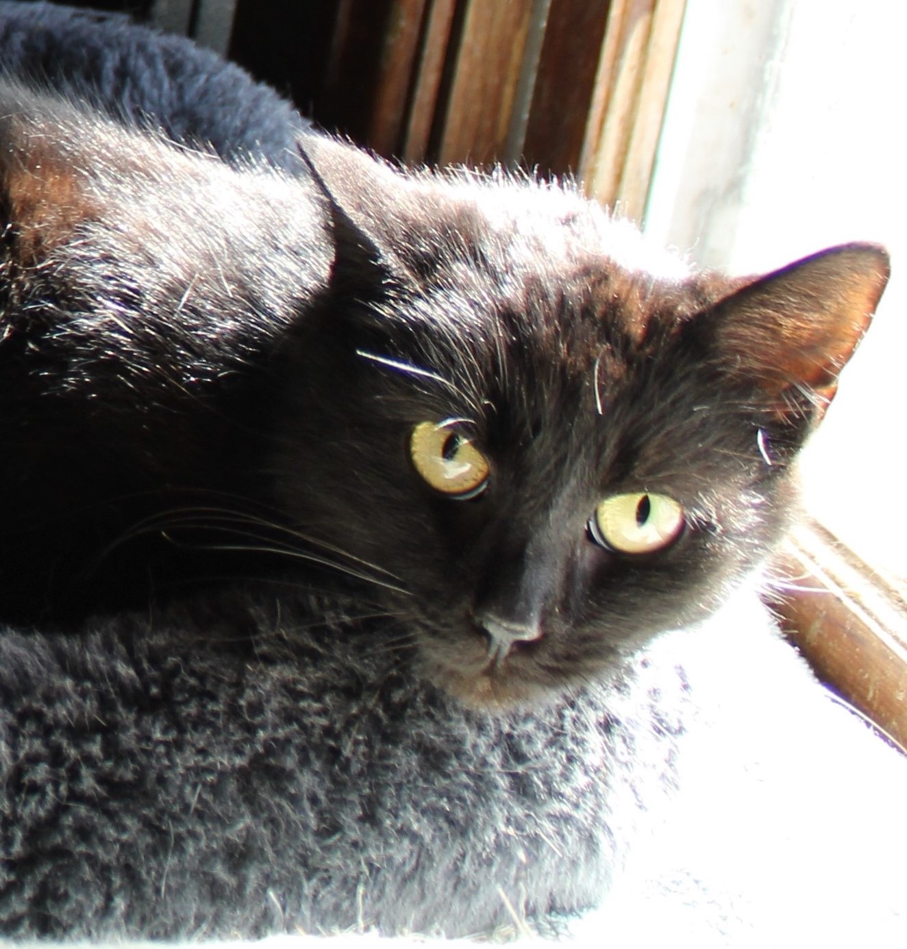 Twilight, a Adoptable Domestic Short Hair in Hawley, PA image 2/5