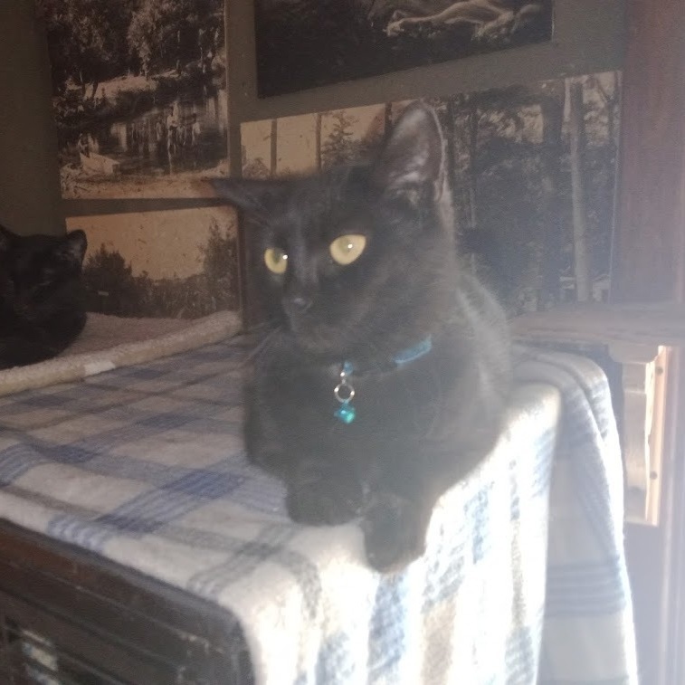 Twilight, a Adoptable Domestic Short Hair in Hawley, PA image 3/5