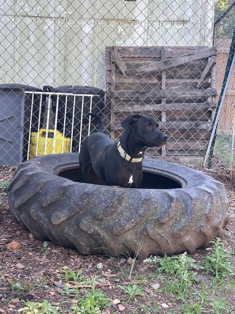 Enlarge Billy Ray, a Adoptable mixed breed in Newnan, GA image 1/3