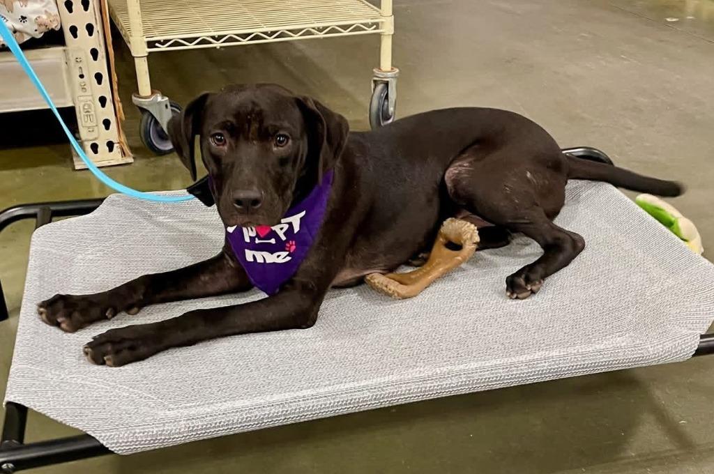 Enlarge Billy Ray, a Adoptable mixed breed in Newnan, GA image 2/3