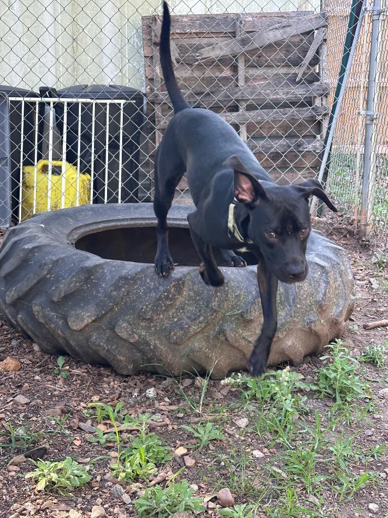 Enlarge Billy Ray, a Adoptable mixed breed in Newnan, GA image 3/3