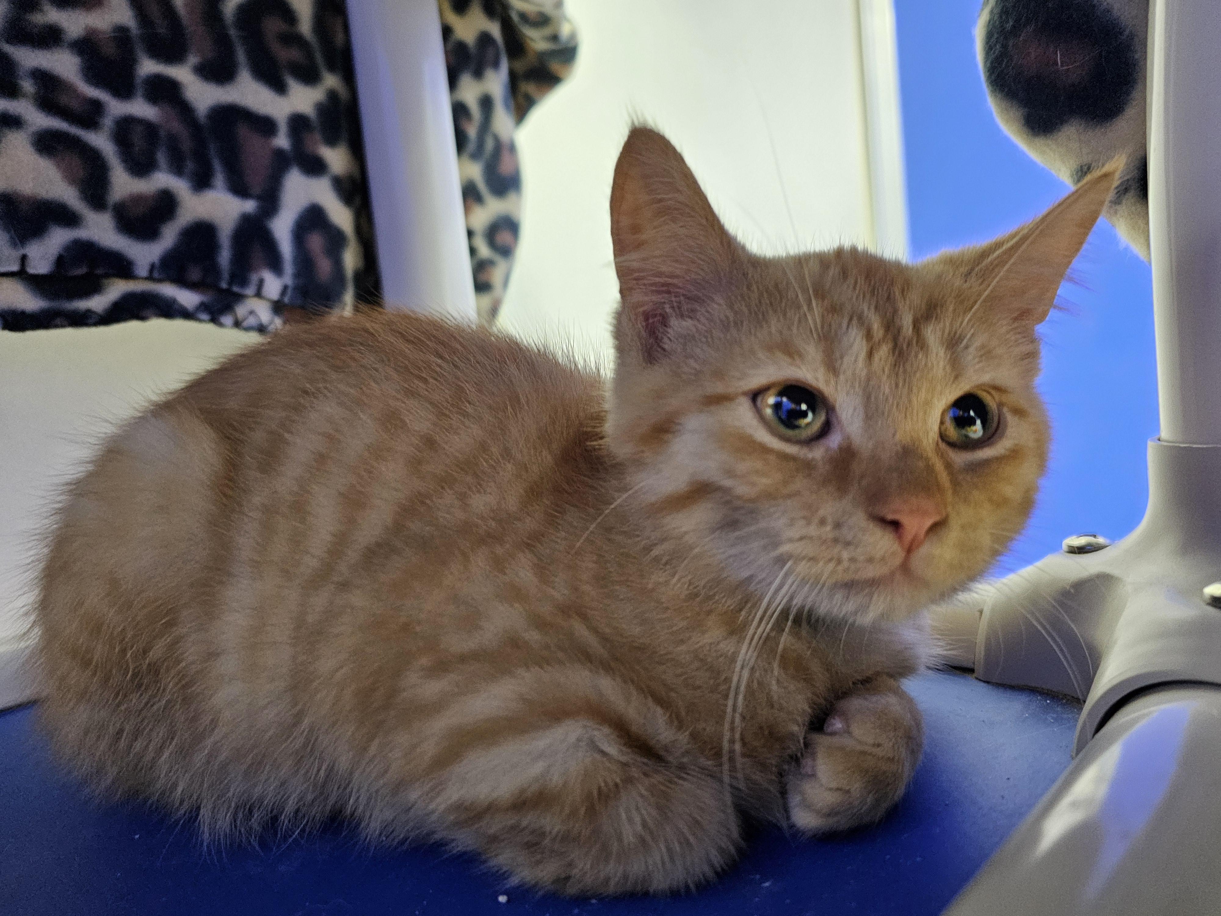 Enlarge Gomez, a Adoptable Domestic Short Hair in Dunkirk, NY image 1/2