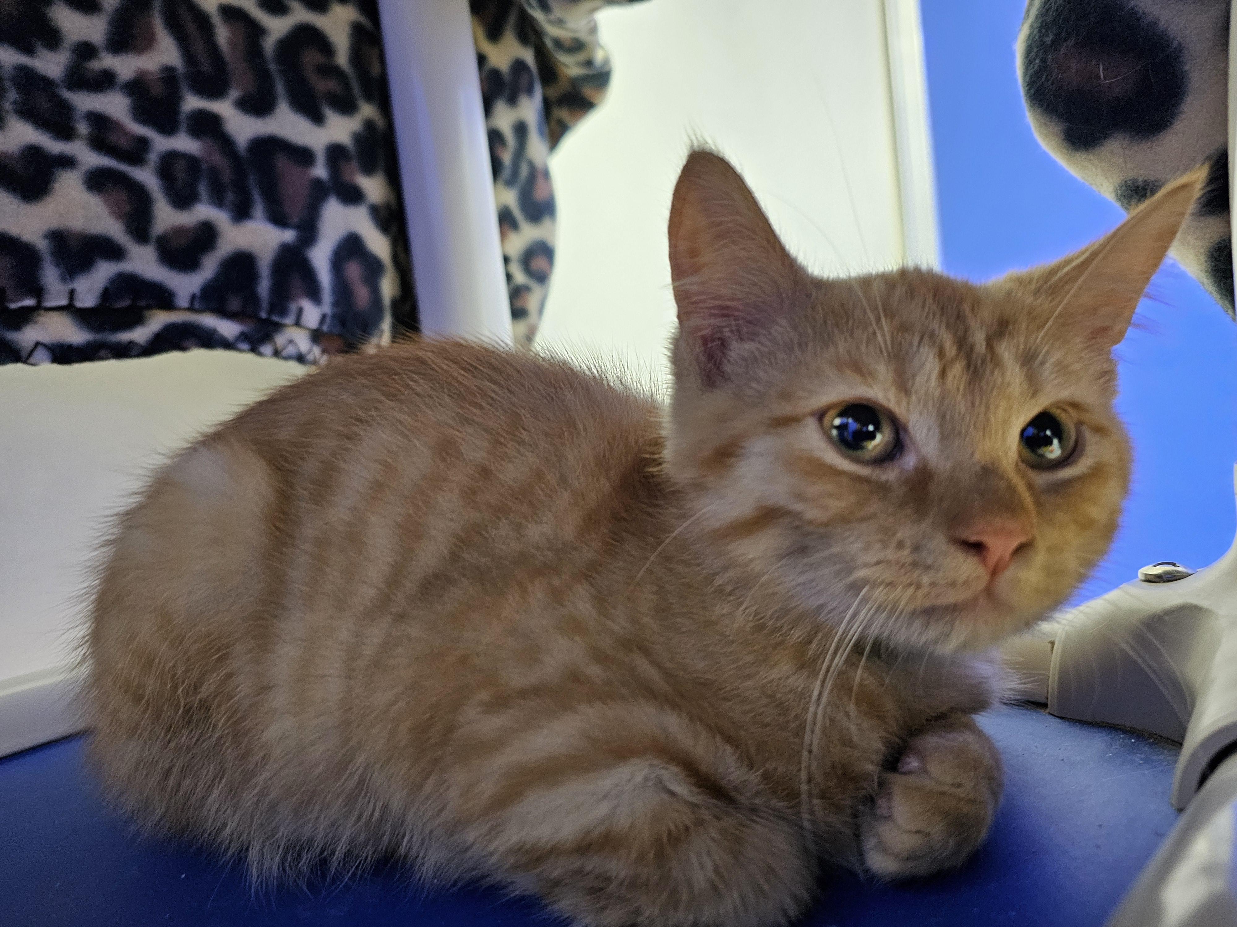 Enlarge Gomez, a Adoptable Domestic Short Hair in Dunkirk, NY image 2/2