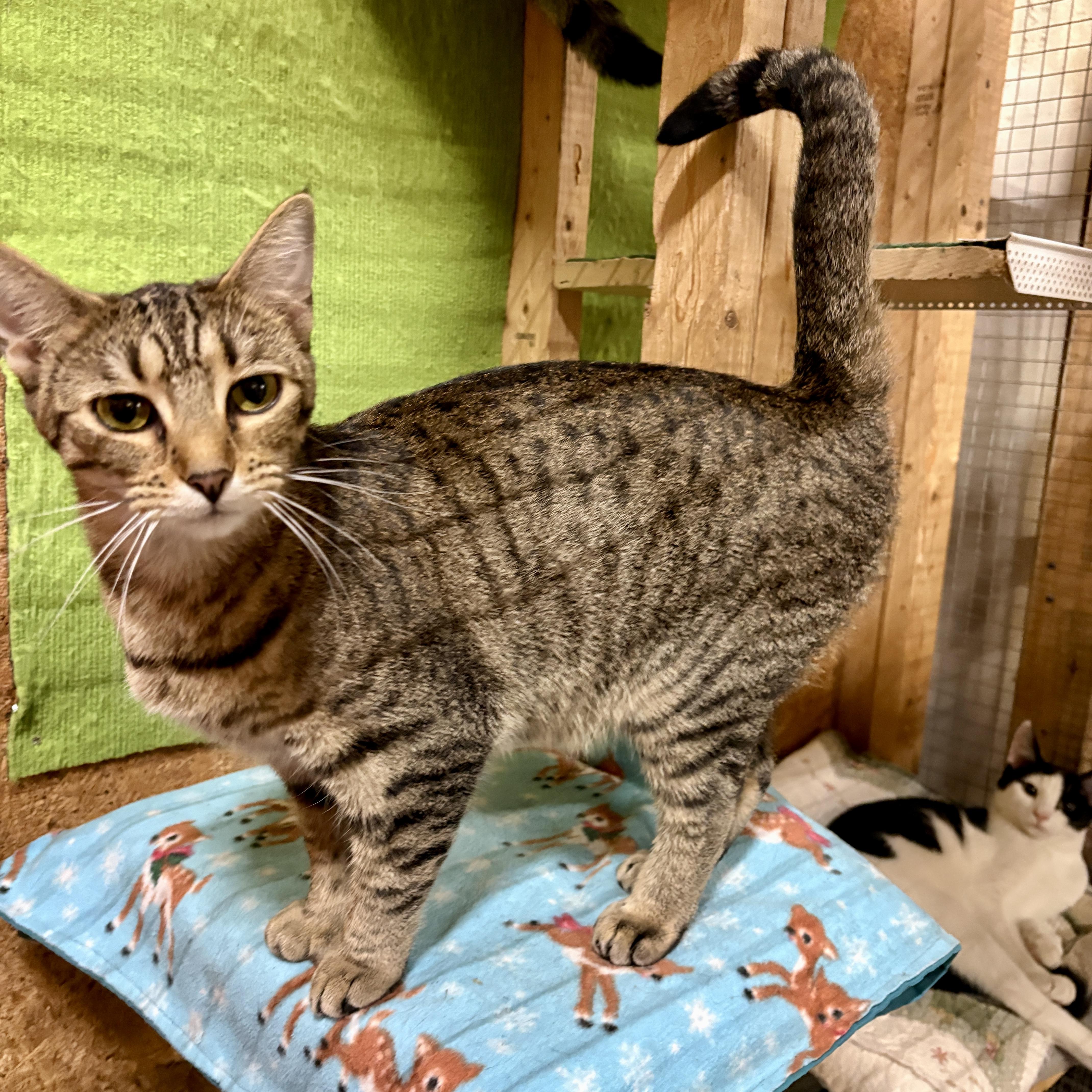 Enlarge Tanya, a Adoptable Domestic Short Hair in Centerville, GA image 1/2