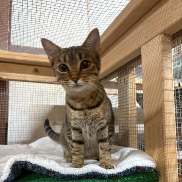 Enlarge Tanya, a Adoptable Domestic Short Hair in Centerville, GA image 2/2