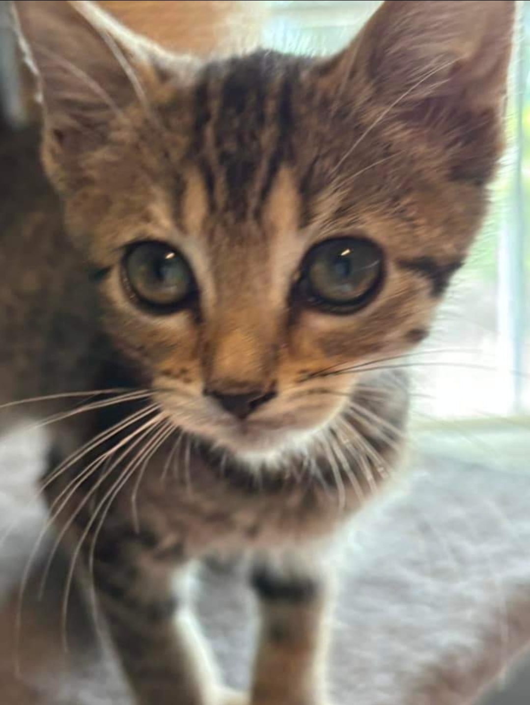 Tanya, an adoptable Domestic Short Hair in Centerville, GA, 31028 | Photo Image 2