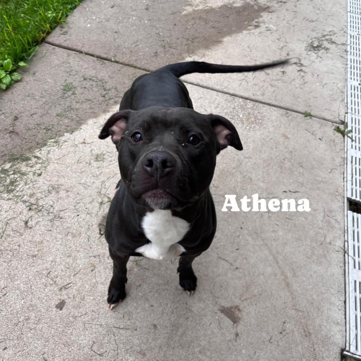 Athena, ADOPTABLE, Young Female Pit Bull Terrier.