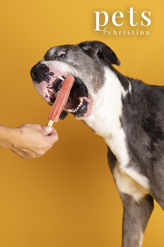 Finnegan, Adoptable, Adult Male Great Dane.