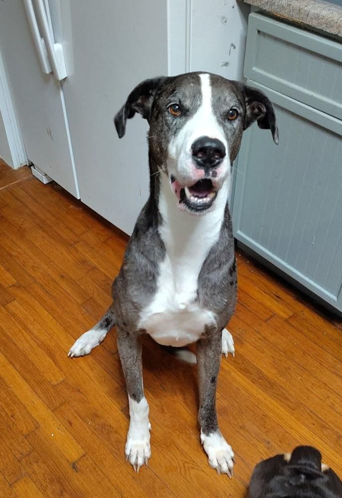Finnegan, a Adoptable Great Dane in Warrenton, MO image 2/4