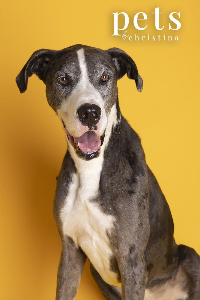Finnegan, a Adoptable Great Dane in Warrenton, MO image 3/4