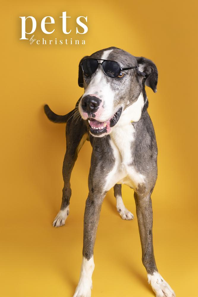 Finnegan, a Adoptable Great Dane in Warrenton, MO image 4/4