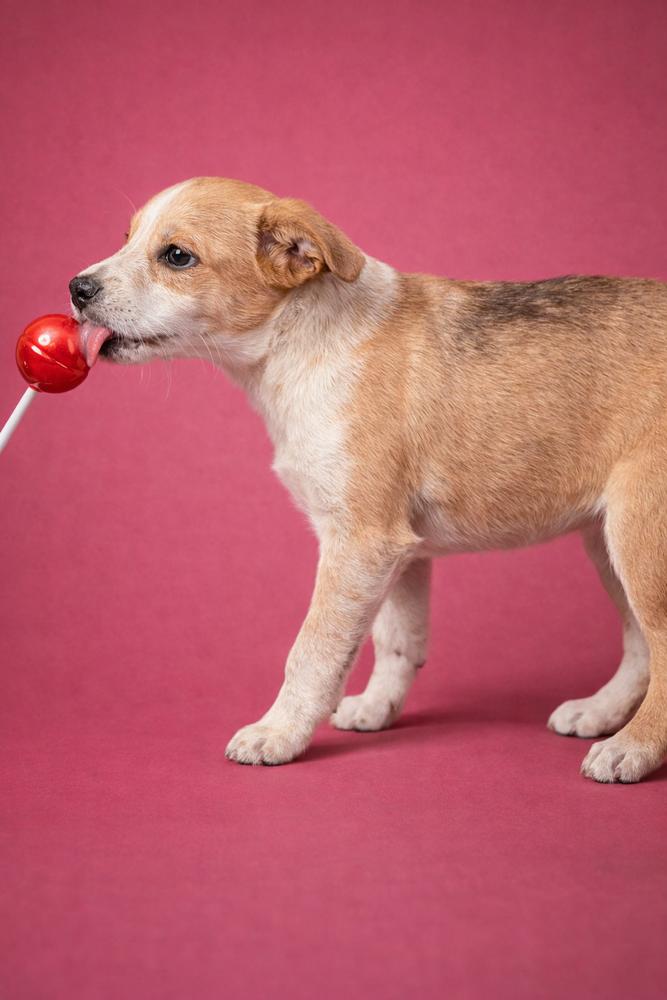 Enlarge Southern Country Crew -  Bessie, a Adoptable mixed breed in Hudson, FL image 4/4