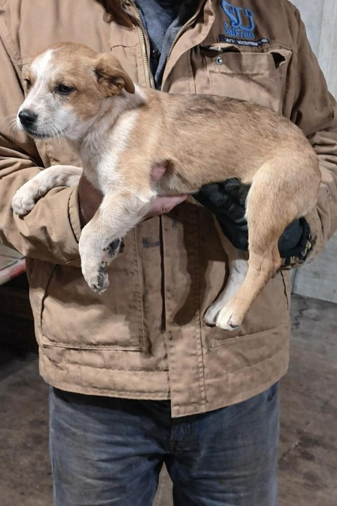 Enlarge Southern Country Crew -  Bessie, a Adoptable mixed breed in Hudson, FL image 3/4