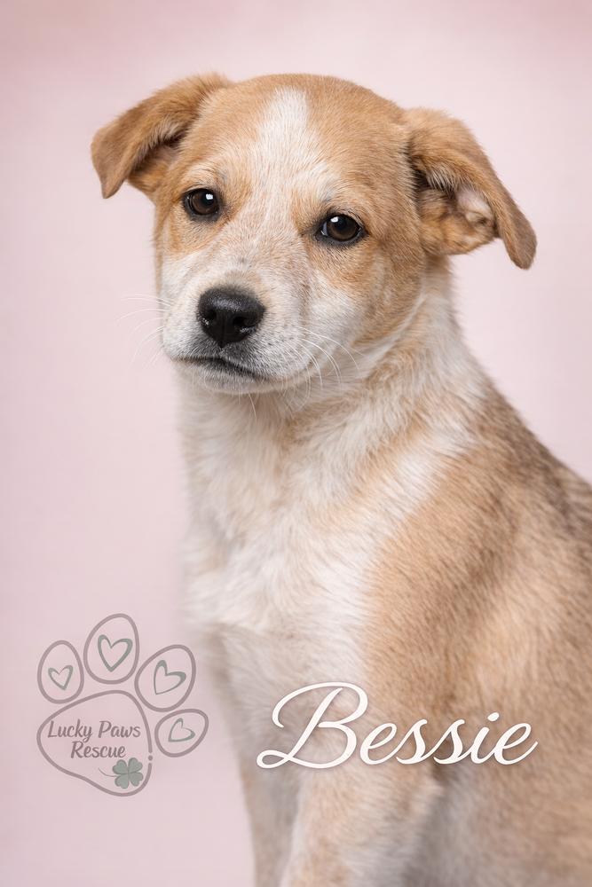 Enlarge Southern Country Crew -  Bessie, a Adoptable mixed breed in Hudson, FL image 1/4