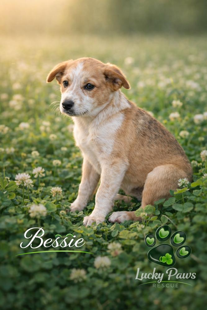 Enlarge Southern Country Crew -  Bessie, a Adoptable mixed breed in Hudson, FL image 2/4