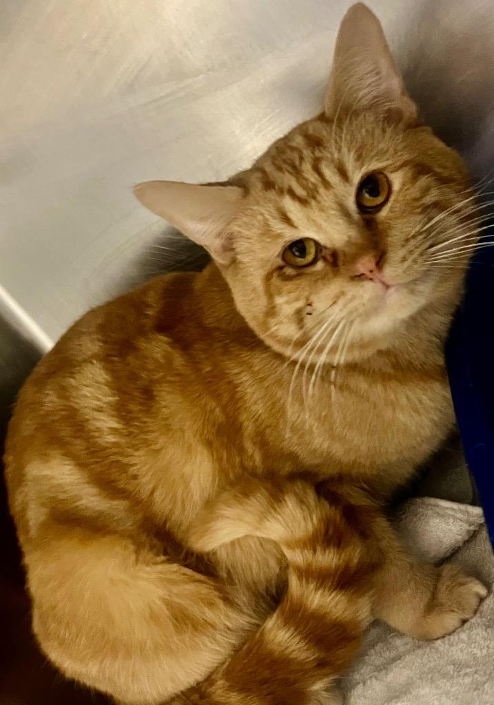 Lemon Head thumbnail 2