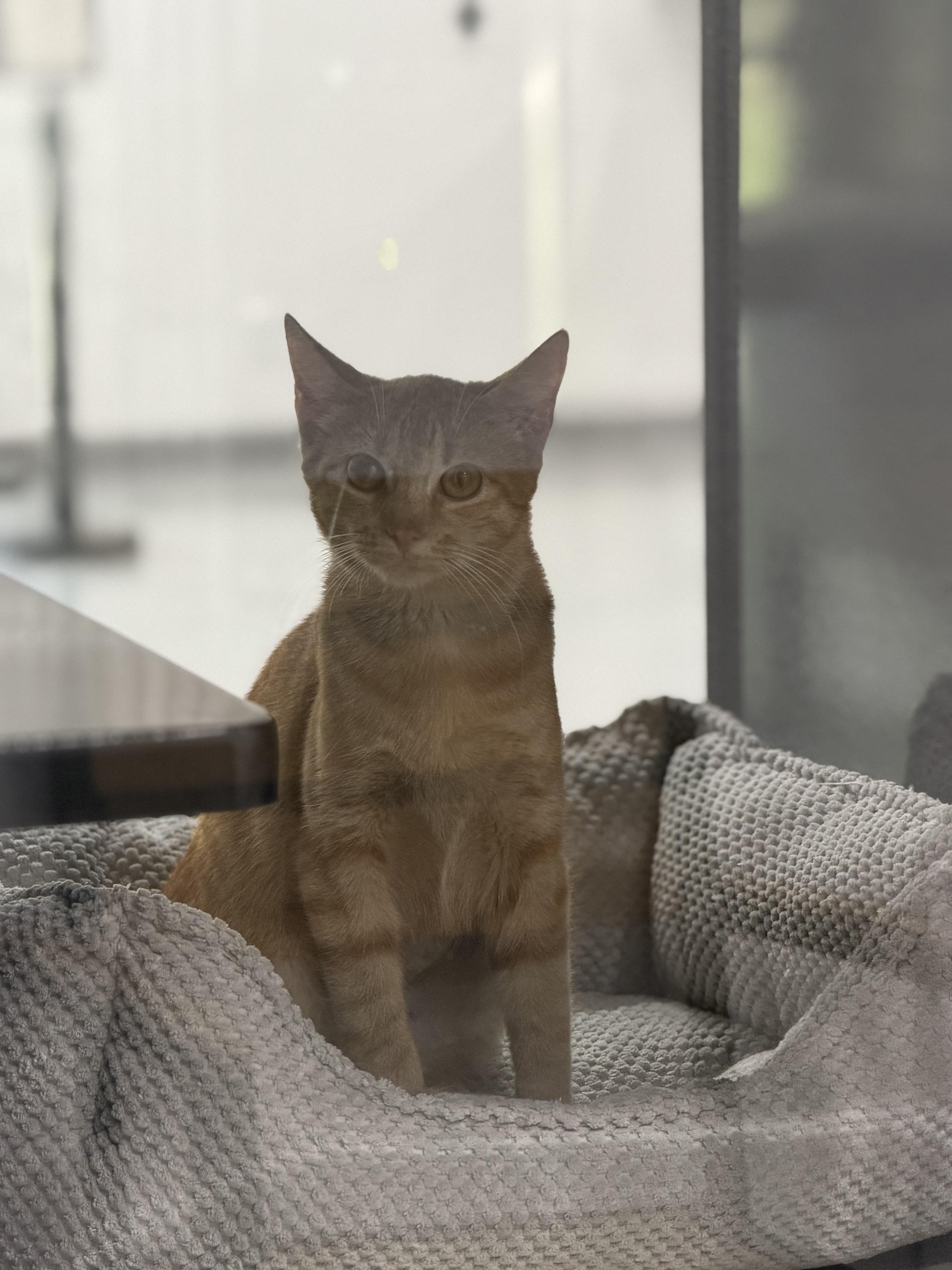 Enlarge Mama Kitty, a ADOPTABLE Domestic Short Hair in Sherman, TX image 2/4
