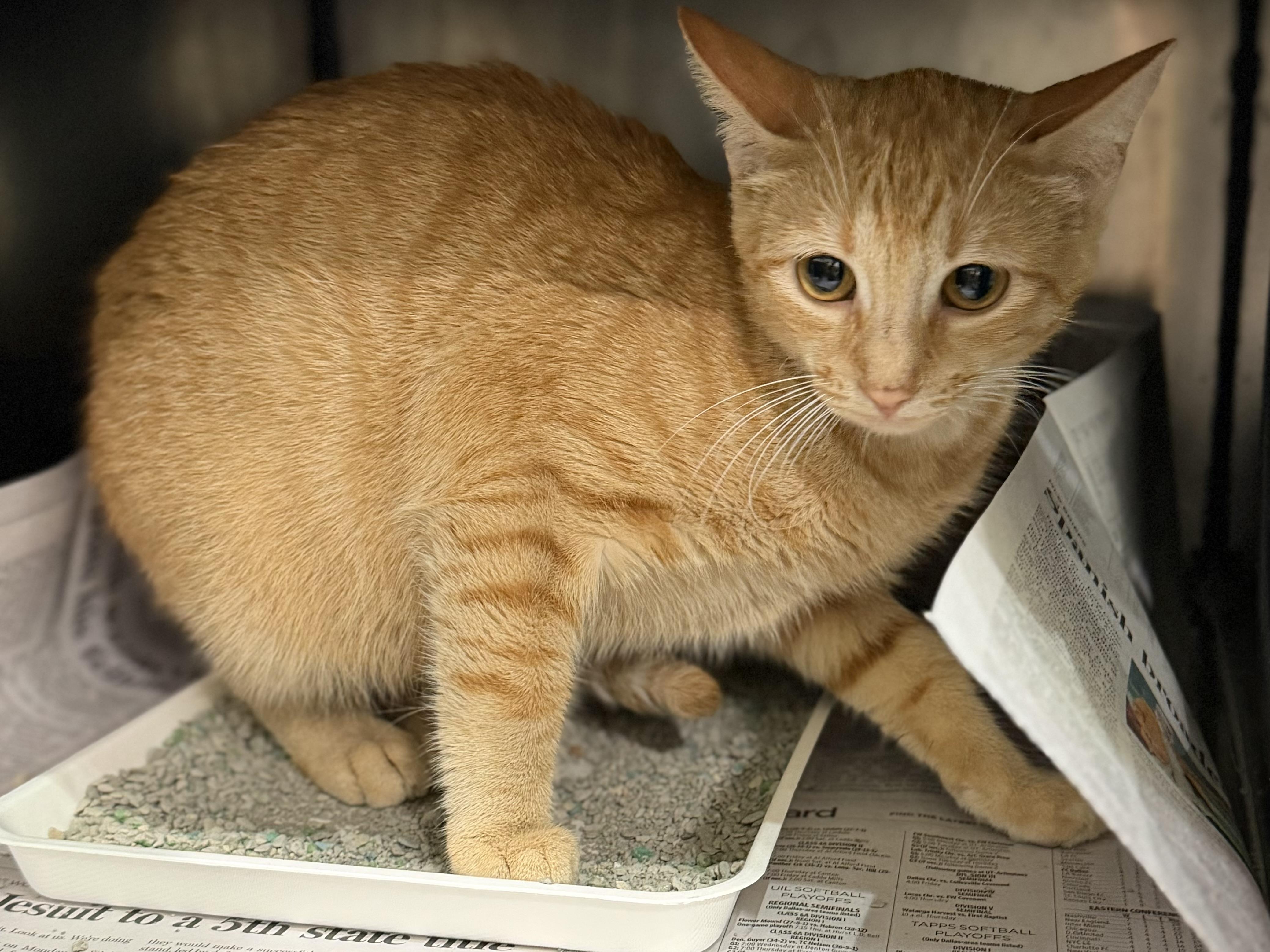 Mama Kitty, ADOPTABLE, Adult Female Domestic Short Hair.