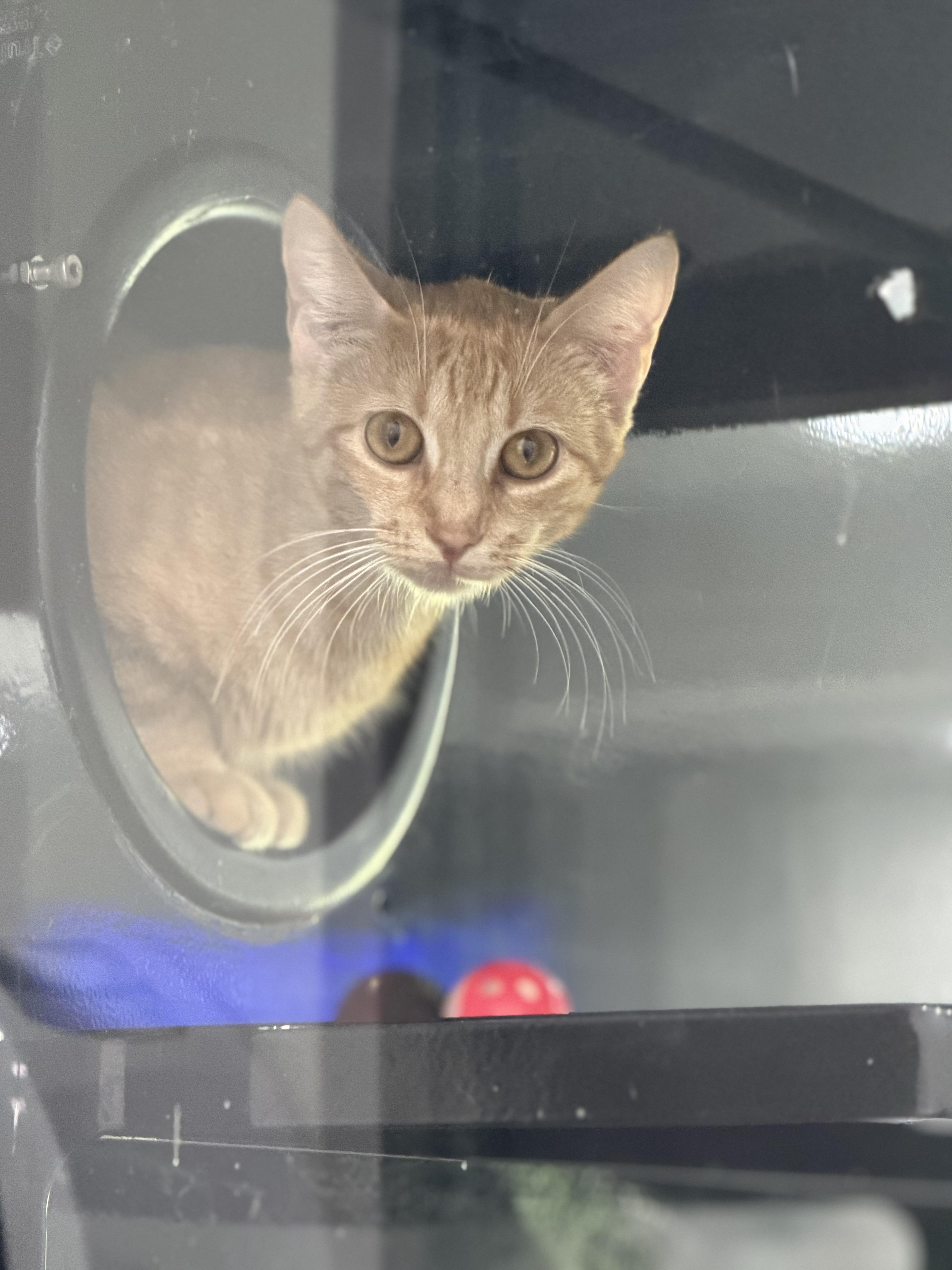 Enlarge Mama Kitty, a ADOPTABLE Domestic Short Hair in Sherman, TX image 3/4